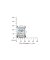 Citizen - EW5600-87D - Wrist Watch - Women - Quartz - Elegance